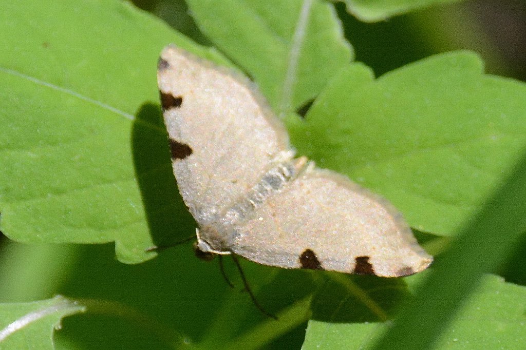 072 2013-06052352 Harvard, MA.JPG - Three-spotted Fillip (Dyspteris abortivaria). Oxbow National Wildlife Refuge, MA, 6-5-2013